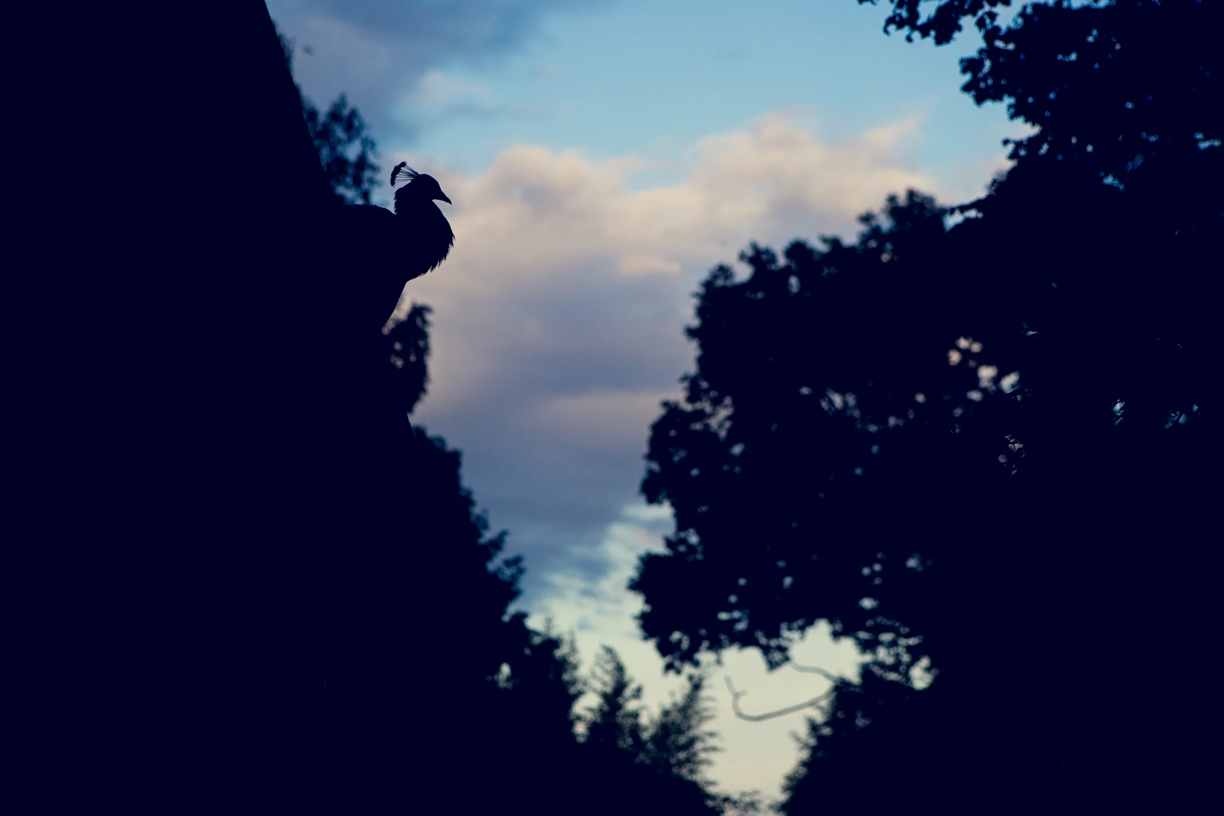 Larmer Tree 2015-4.jpg