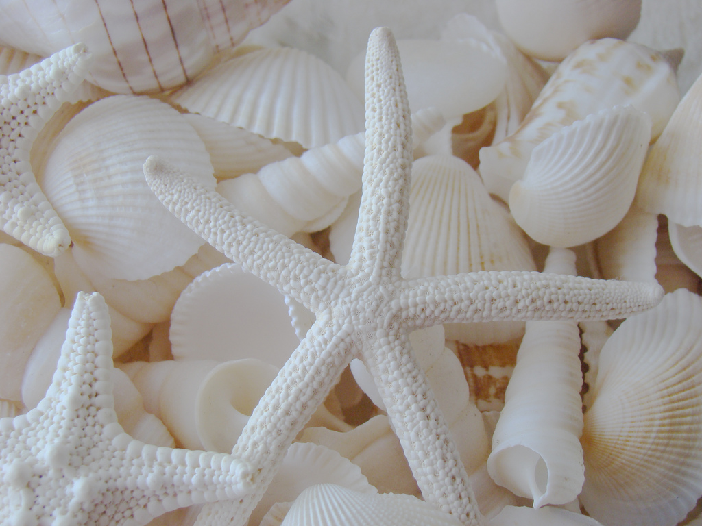 Shells and starfish.jpg