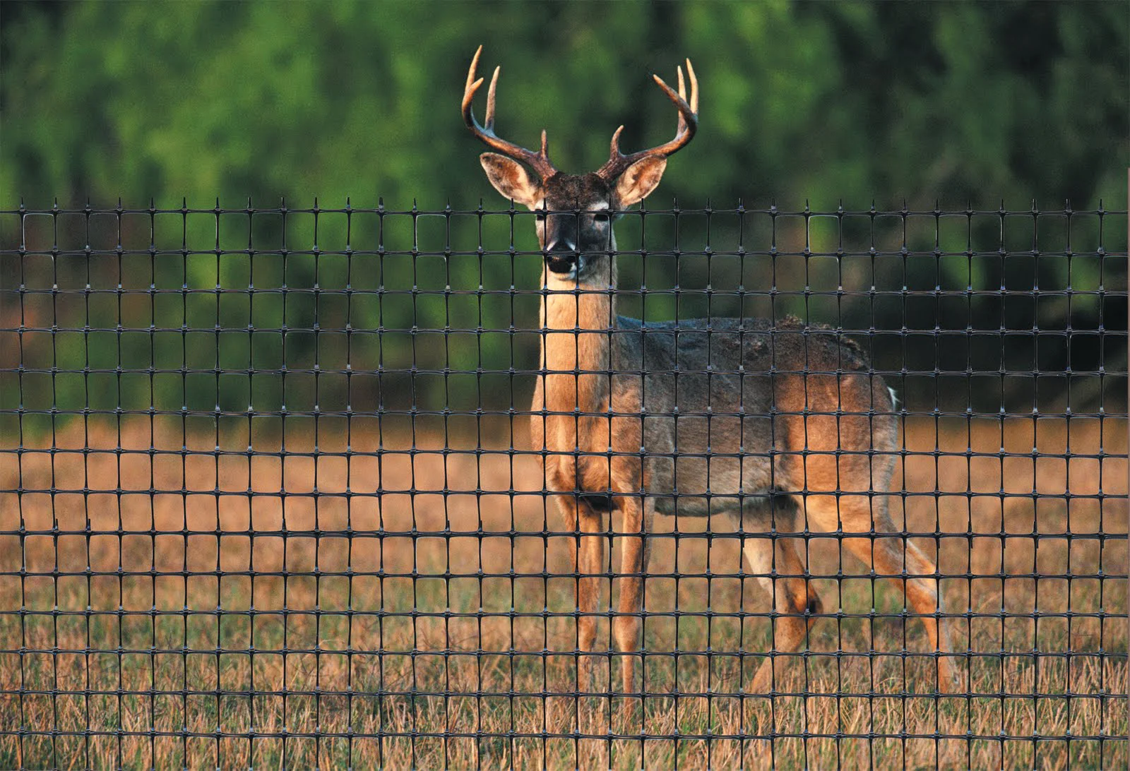 deer_fence_tenax.jpg