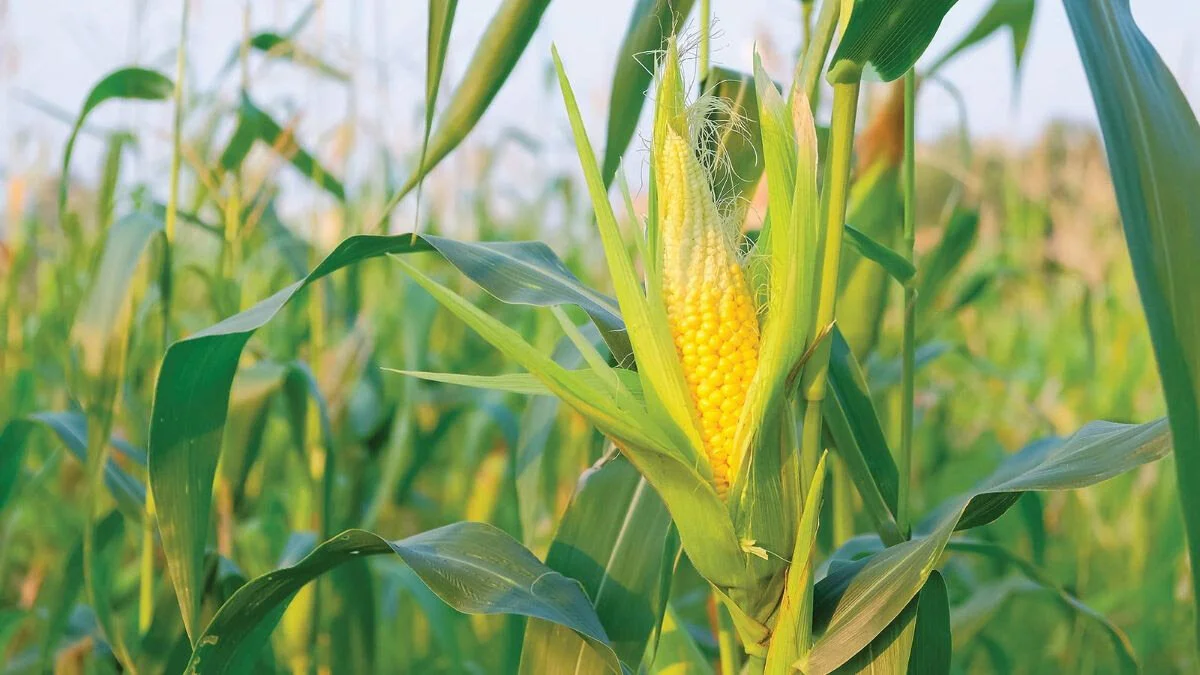 corn.jpg