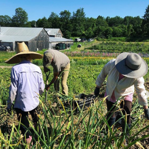 farm workers.png