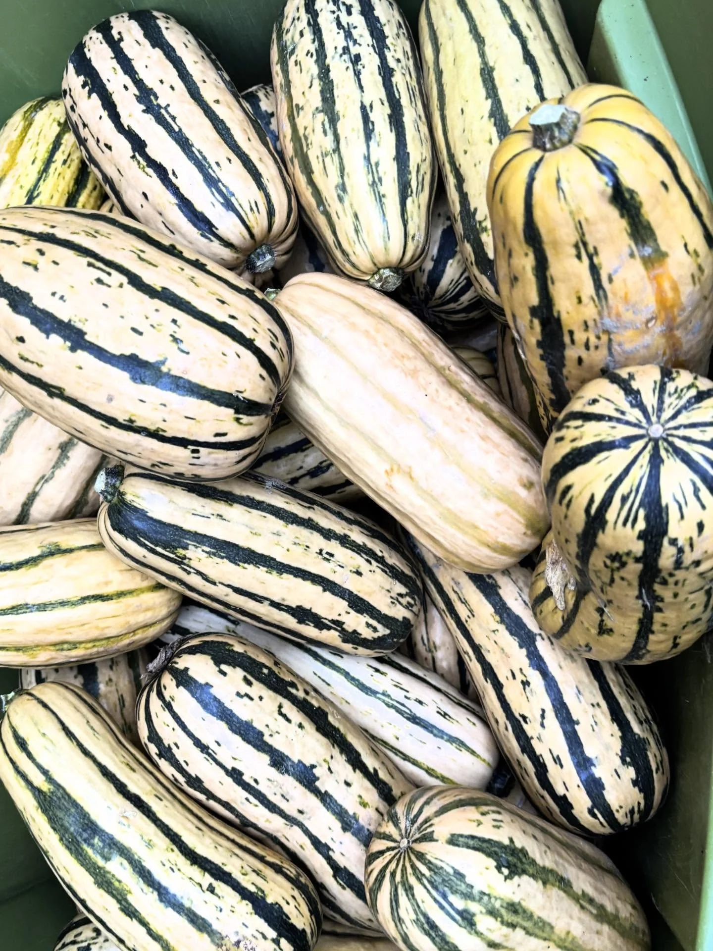 Submit your recipes! 🌟 As we move into the final weeks of our season, we want to know what you&rsquo;ve been cooking with your Windflower fruits and veggies! Your recipe may be featured in the Beet, and if 15 minutes of CSA fame isn&rsquo;t incentiv