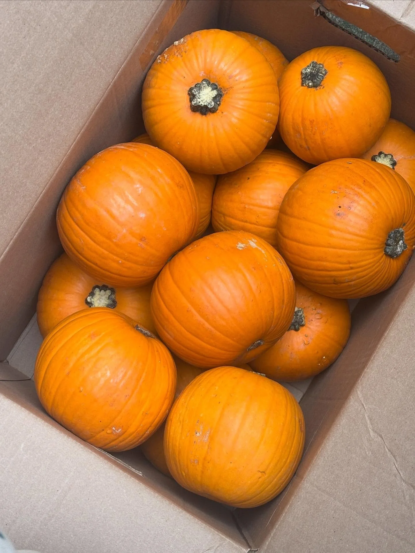 Next week is our annual Halloween Potluck! 👻 Bring a dish to share at our end-of-season celebration. 

This party will be on our last pickup &mdash; October 30th. We&rsquo;ll have fun activities for kids, including decorating their very own pumpkins