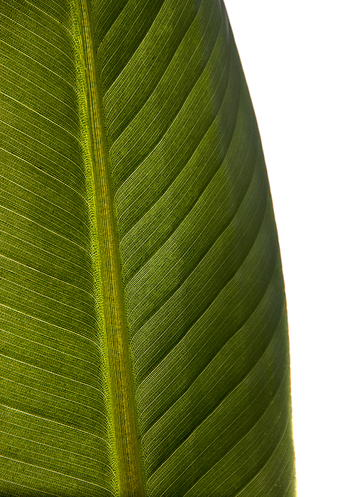 Leaf of Paradise.jpg