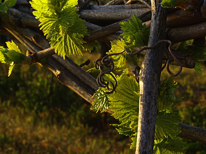 Vineyad Buds edit.jpg