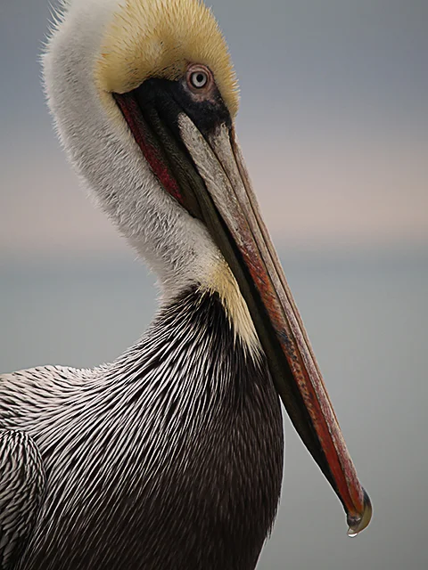 Peaceful Pelican