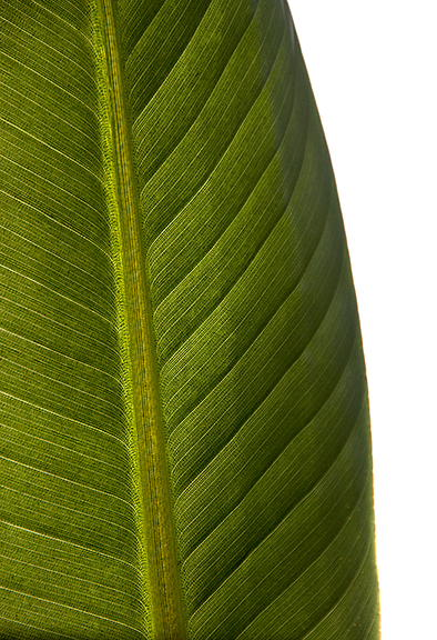 Leaf of Paradise