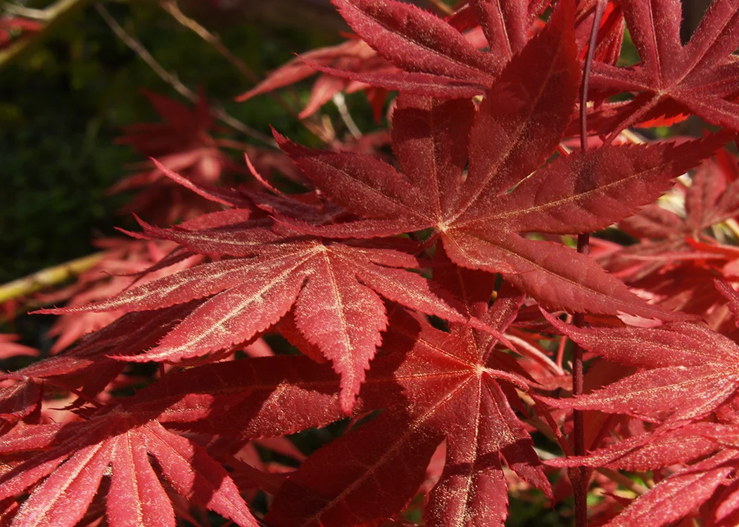 Fall Dreams