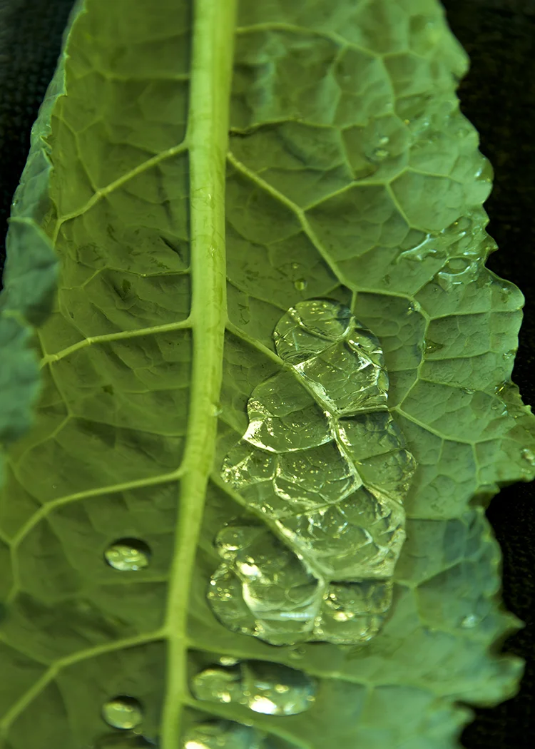 Kale.jpg