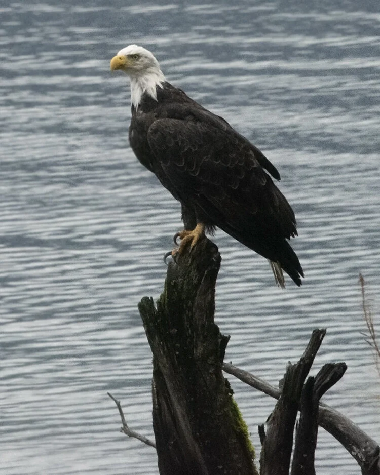 eagle 1.jpg