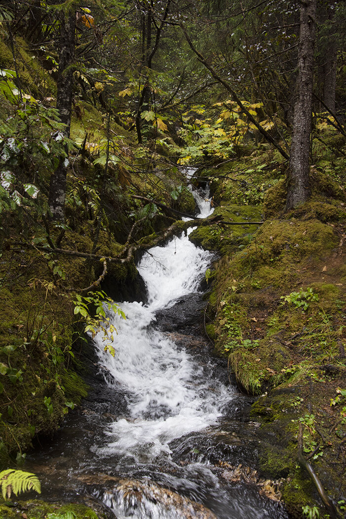 rainforest creek.jpg