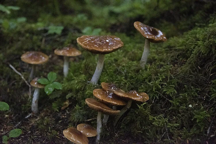 Rainforest Mushrooms 2.jpg