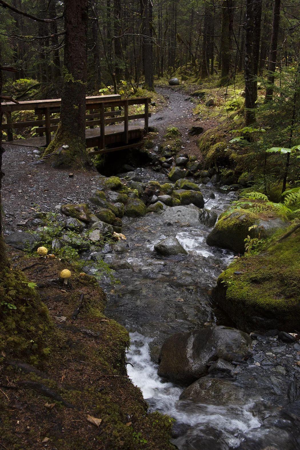 Rainforest path 1.jpg