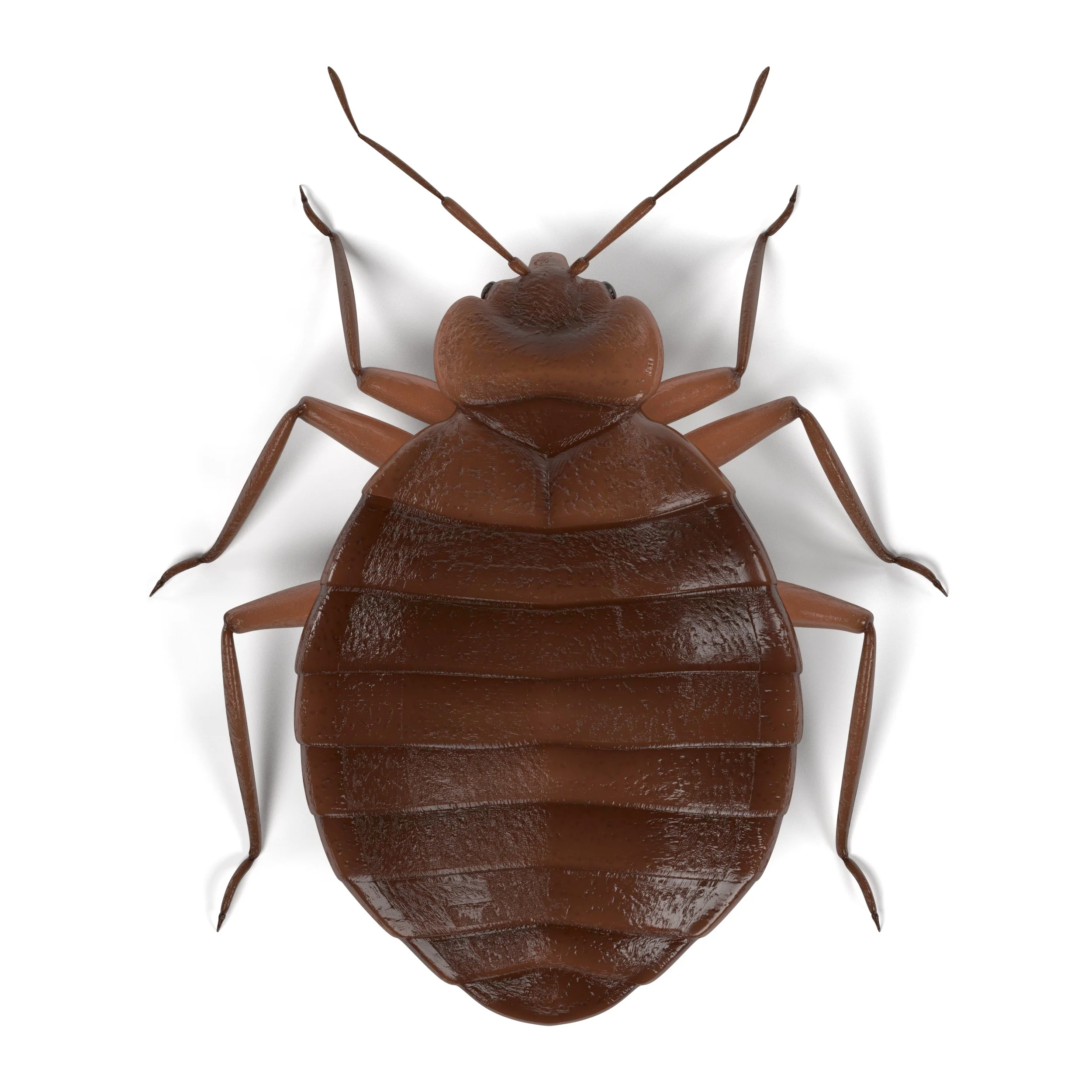 Bed Bug_Barrys Pest Control.jpeg
