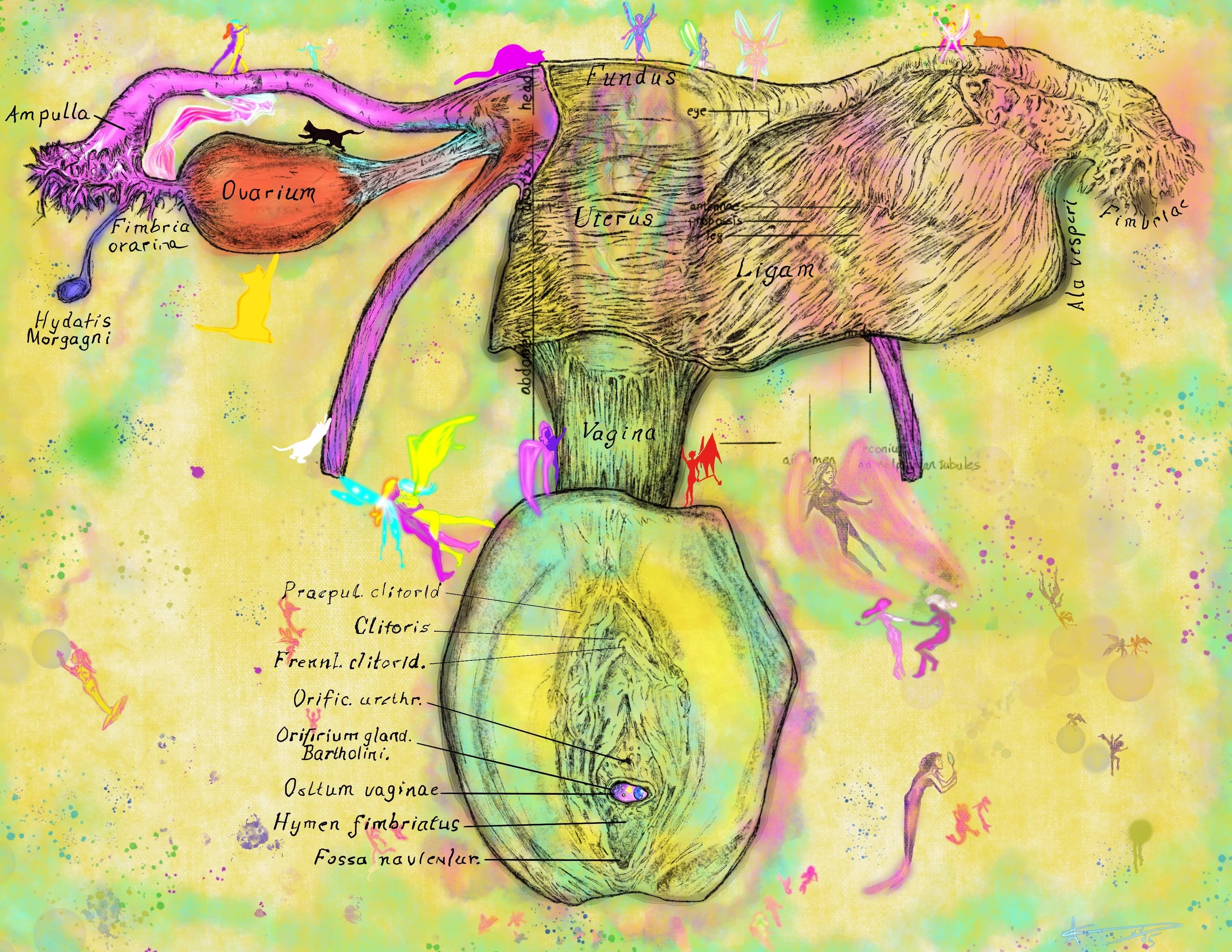 A colorful, artistic illustration of the female reproductive system, part of the HUman Anatomy Series.