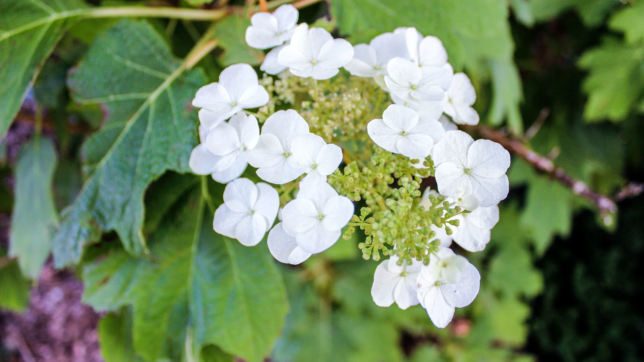 Flowers 2 CC.jpg