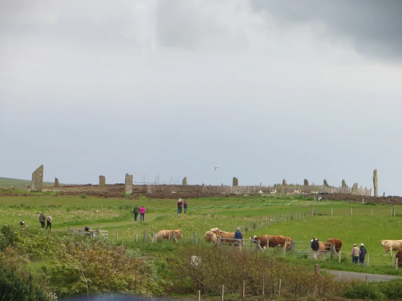 The best shot i have of the Ring of Brodgar. The cows make it official. ;-)