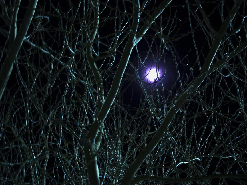 White Flame, 2010