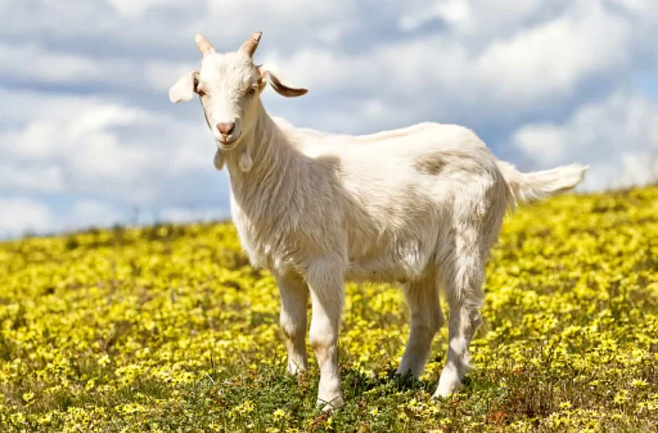 How Spaniards see my 2012 Cervelo P3 aka Lightning