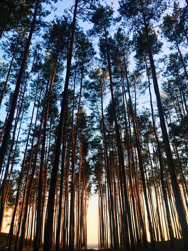jane-palash-724065-unsplash_preview.jpeg
