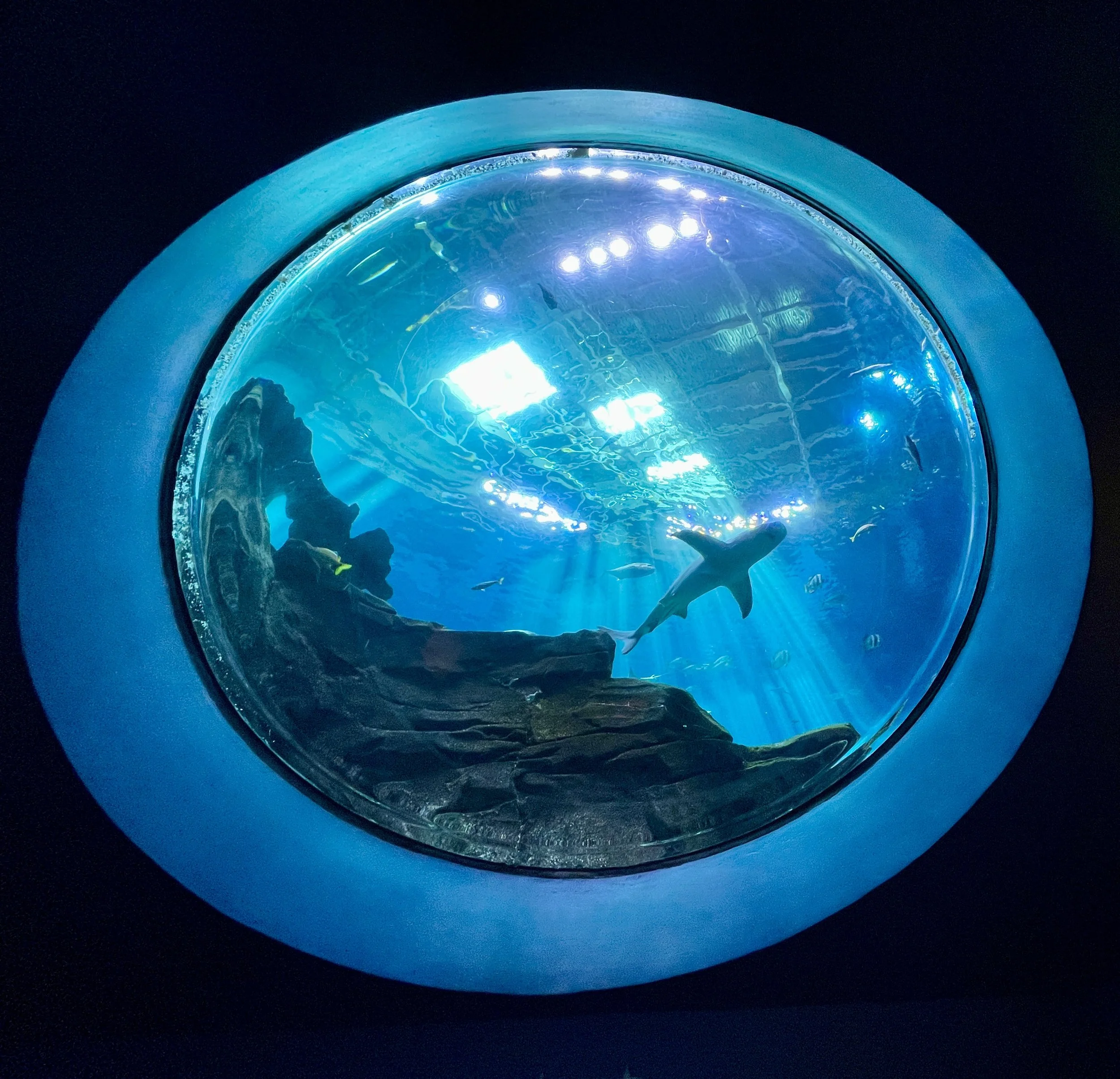 Georgia Aquarium in Atlanta - HCP - September 17, 2022 - 232.JPEG