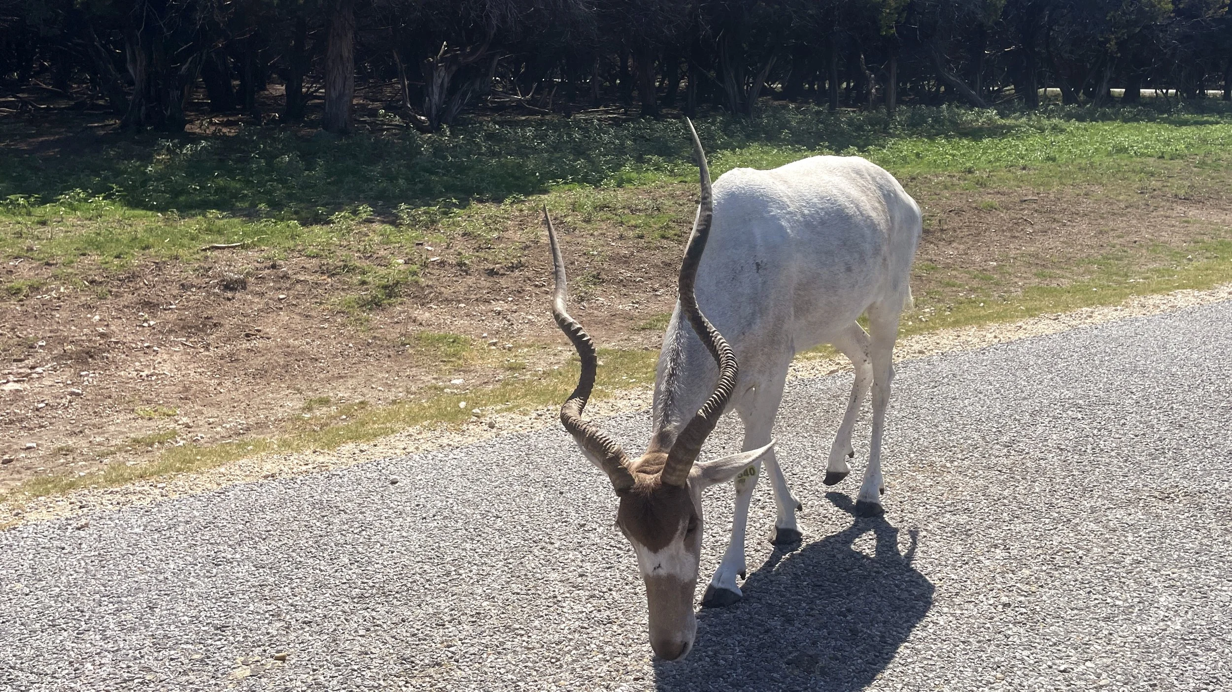 Fossil Rim Wildlife Center in Glen Rose Texas - HCP - September 23, 2022 - 031.JPG