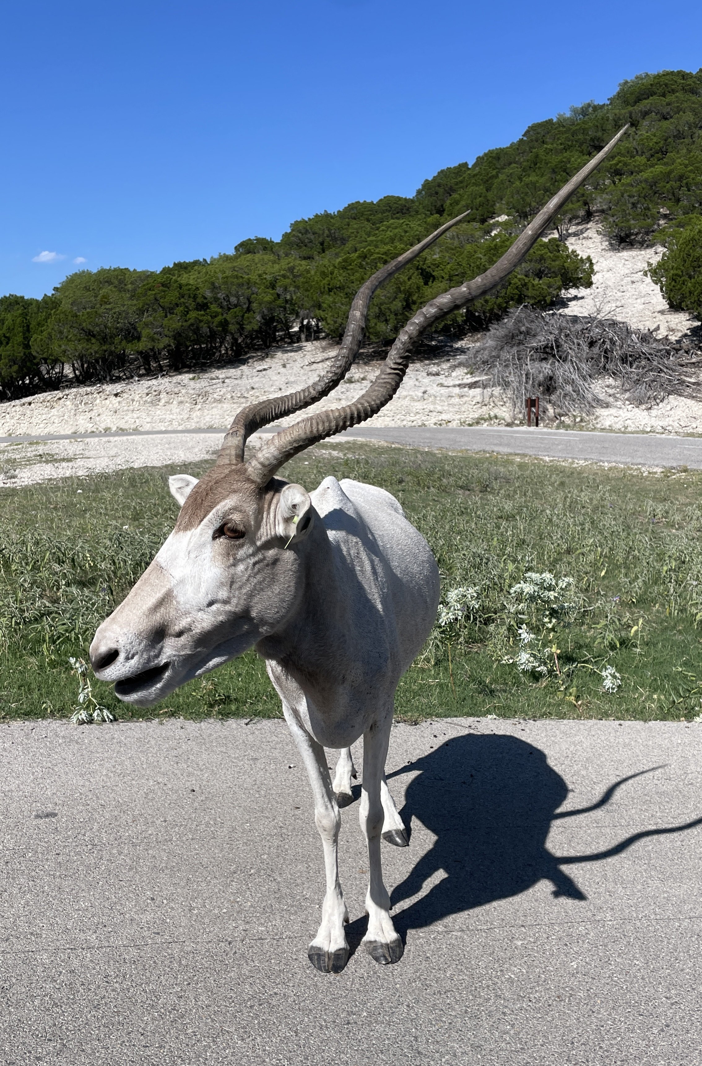Fossil Rim Wildlife Center in Glen Rose Texas - HCP - September 23, 2022 - 069.JPG