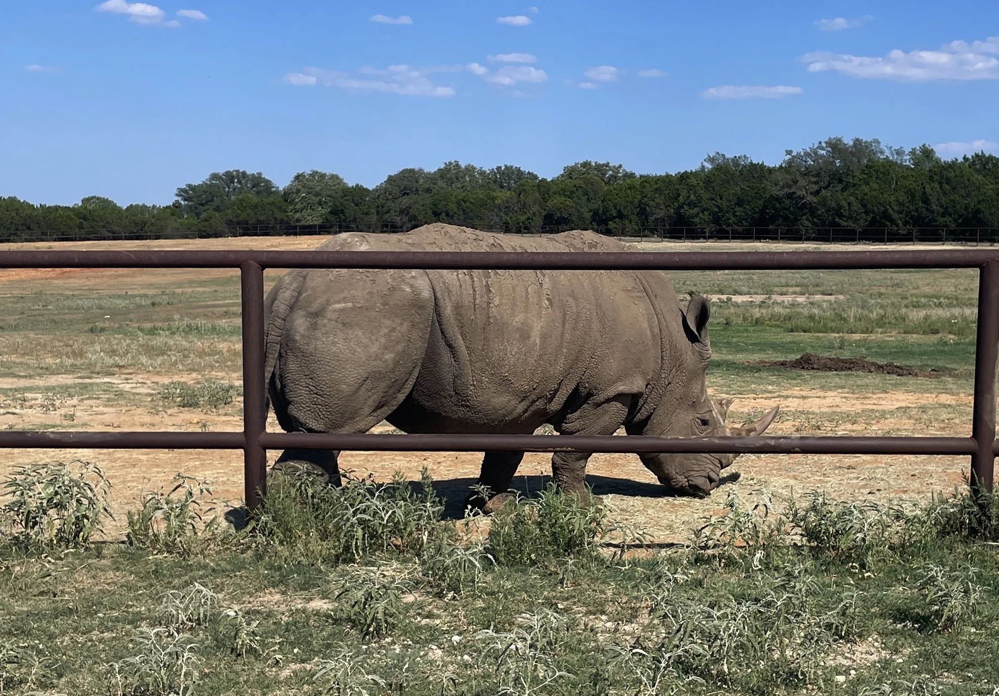 Fossil Rim Wildlife Center in Glen Rose Texas - HCP - September 23, 2022 - 074.JPG