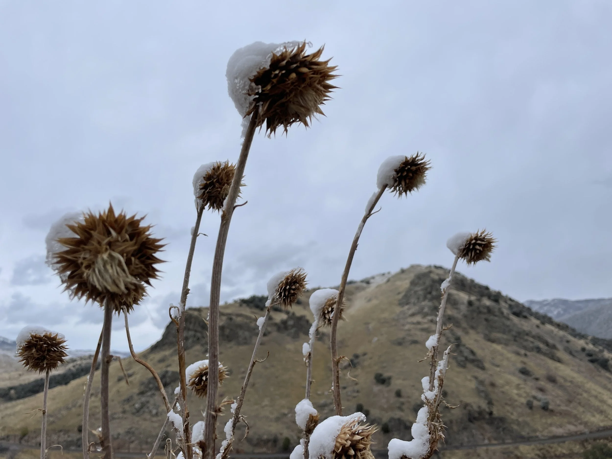 Idaho Centennial Trail in Lava Hot Springs - HCP - November 2, 2022 - 011.JPG