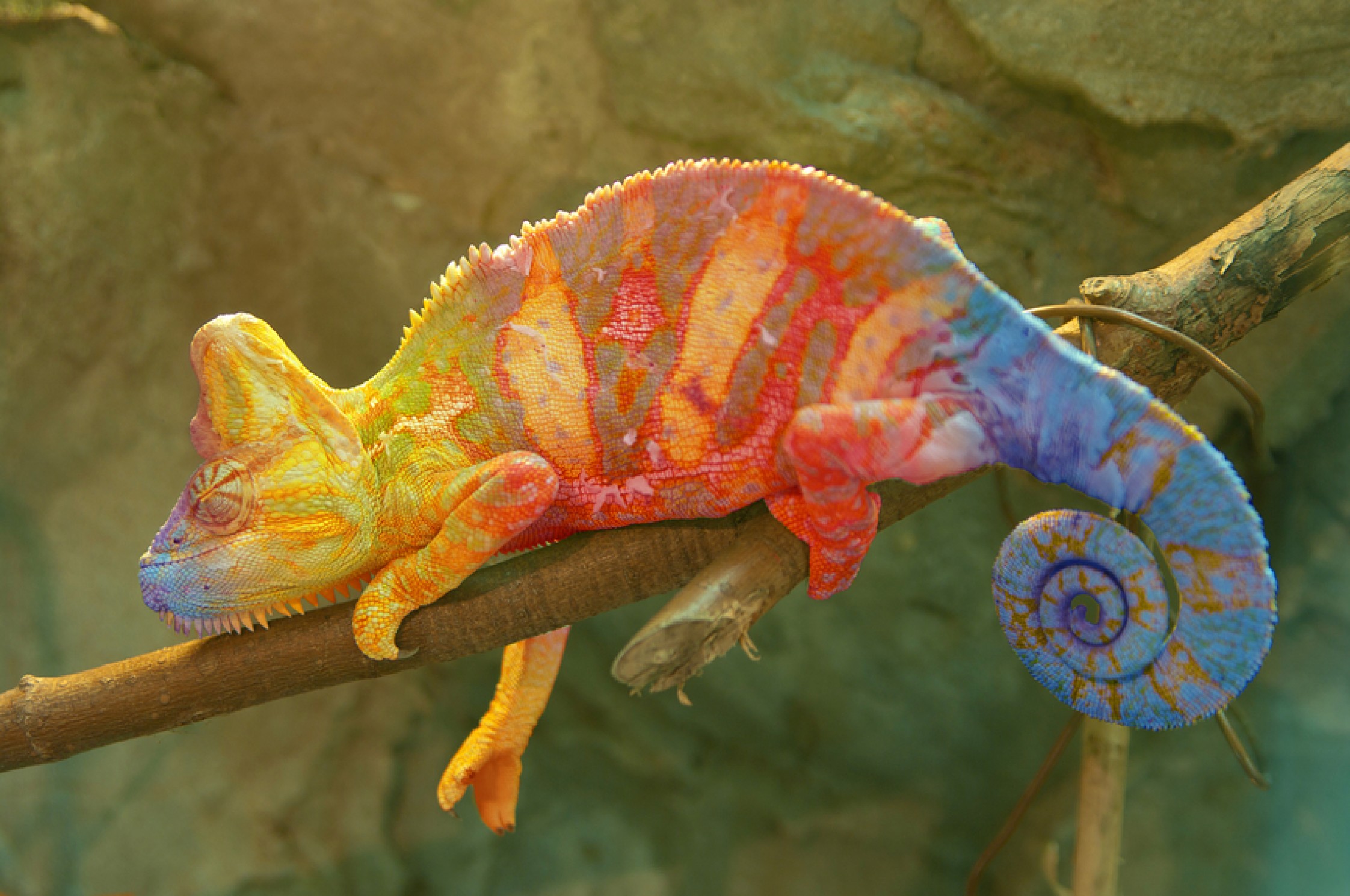 Designer Veiled chameleons for sale are the most colorful of all the  veileds.
