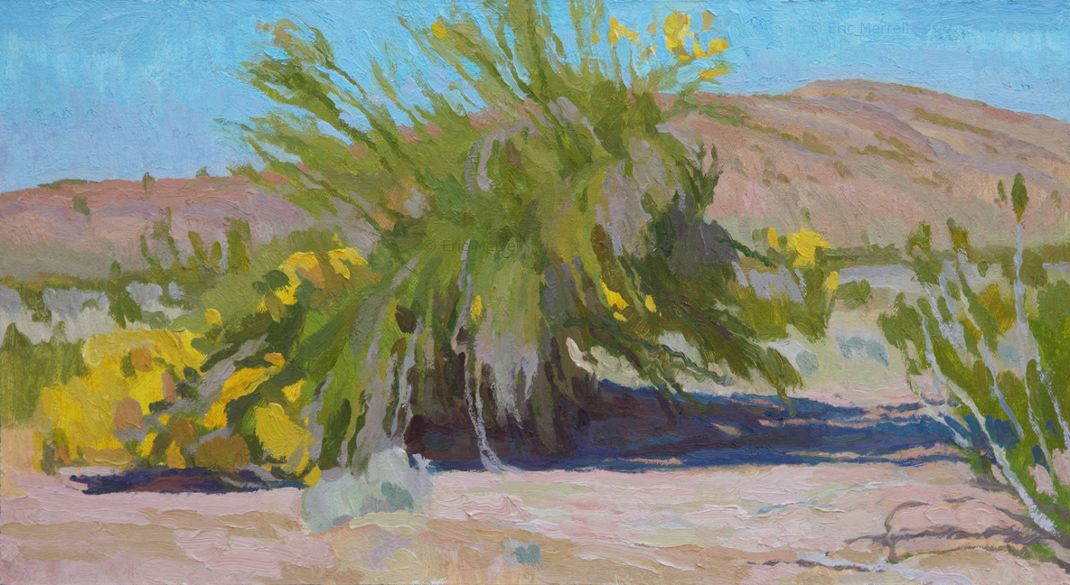 Scant Shade, Palo Verde Blooming