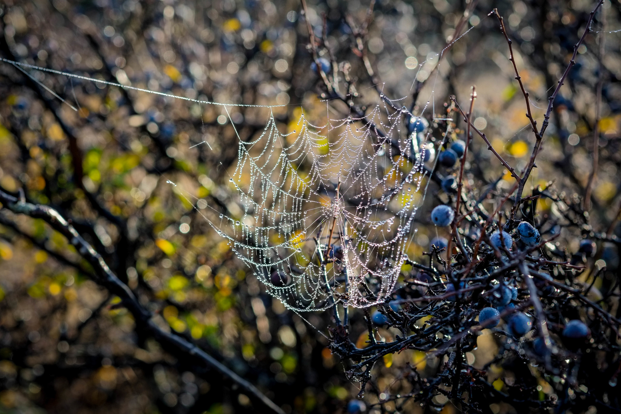 "Frost web" Tasmania. Fuji XE1 60mm Macro