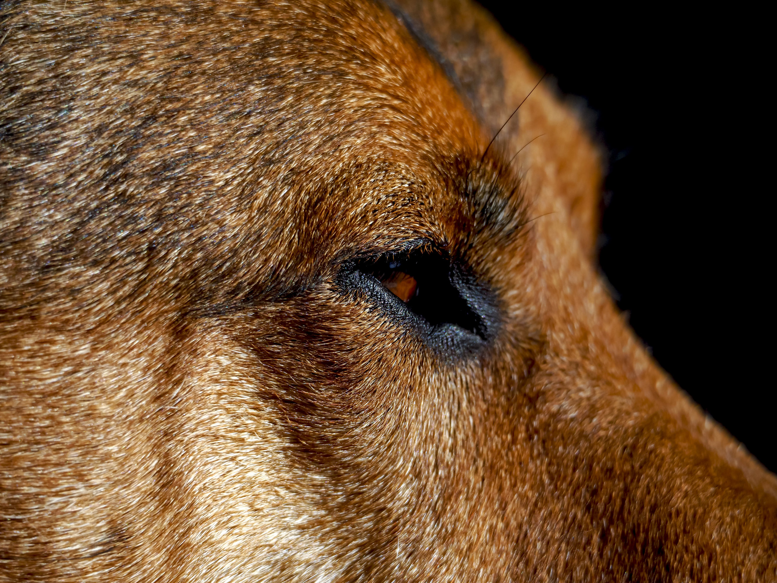 Taken as a OOC JPEG with the 75-300 "Budget" lens at 300 f6.7. Sharp enough? Good enough colour?