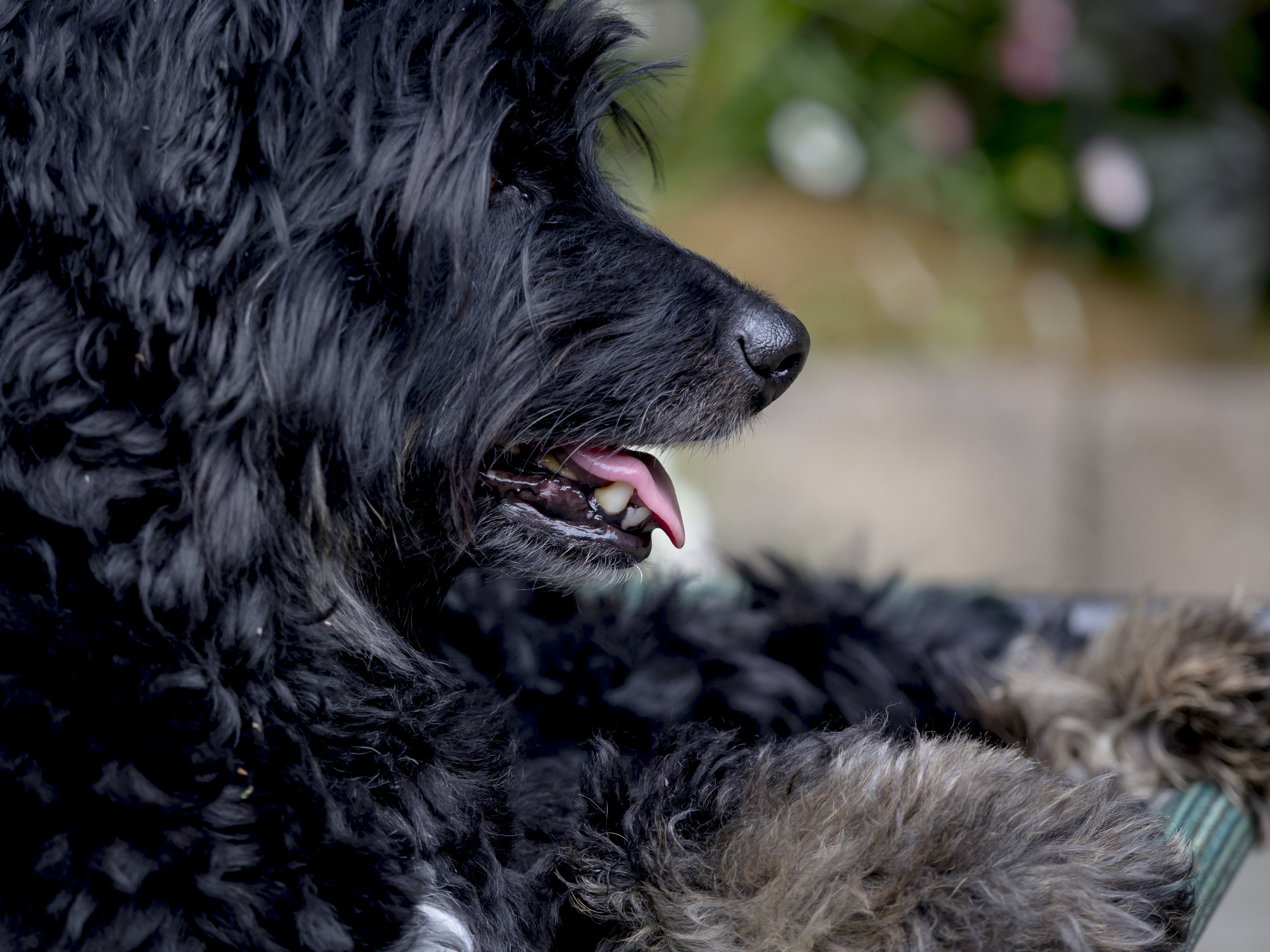 Here is example of that same lens showing signs of Bokeh "nervousness". Note the flowers in the background and the not too flat looking focus plane. 150mm f2.8.