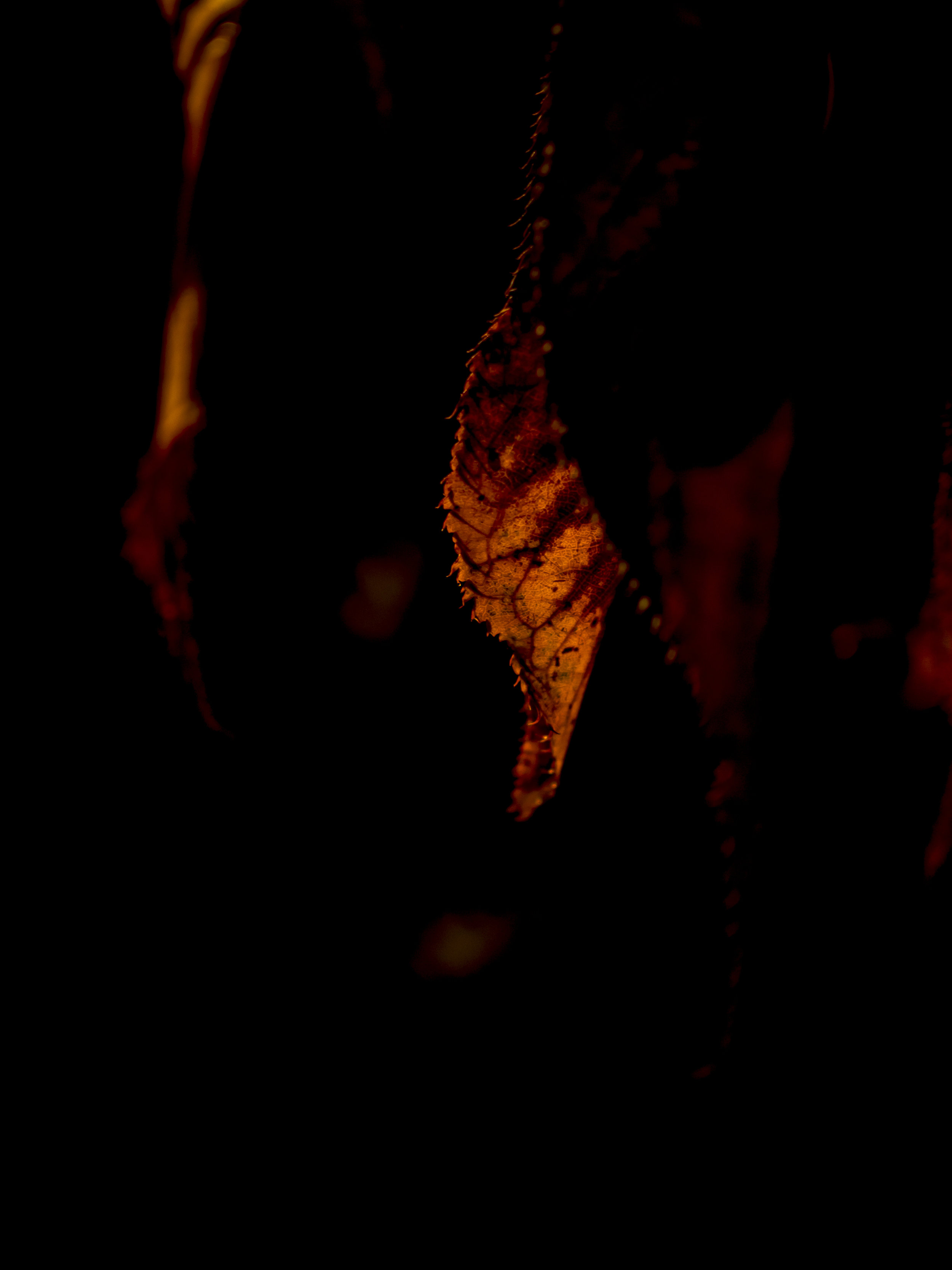 Here is one of the same subject matter (different angle) "normally" taken.