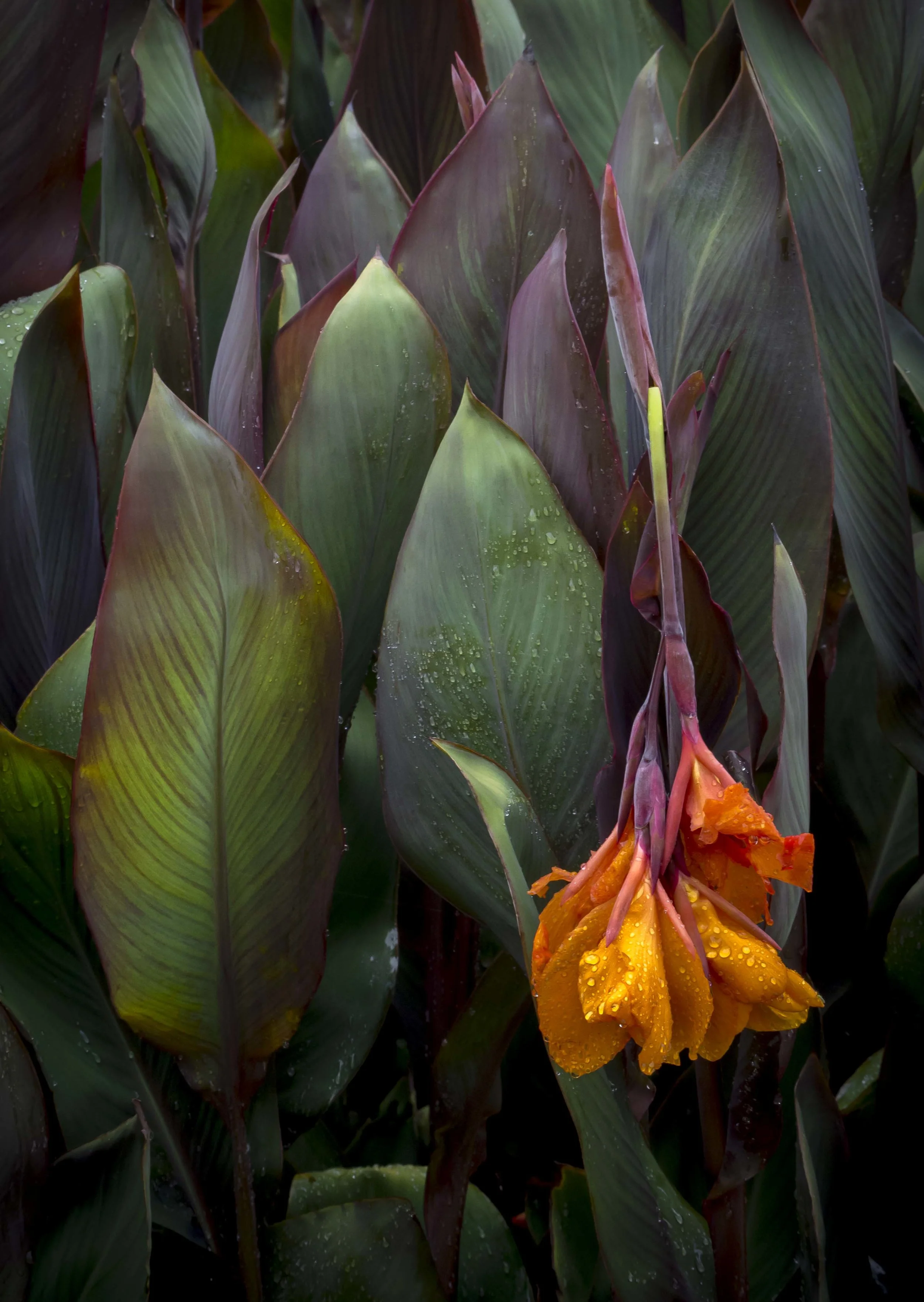 OMD 75mm at f5.6