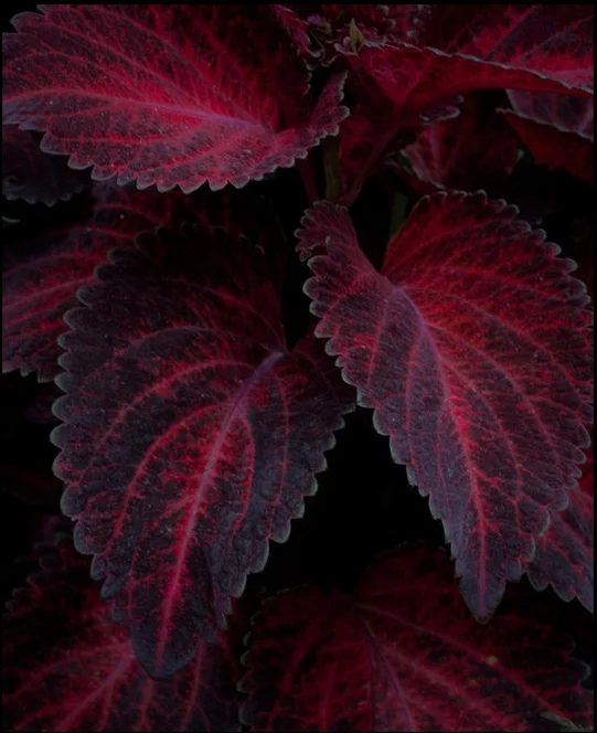 Not Adams. 1Ds mk2 100mm macro