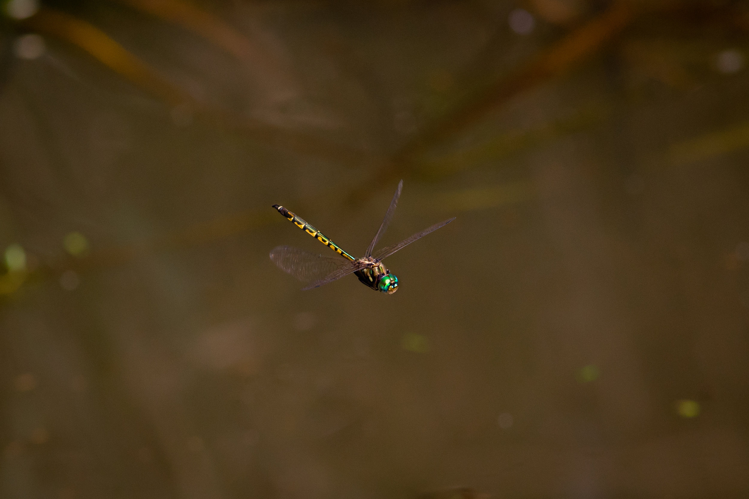 IDs mk2 and 400 f5.6L. With the long lens, the 2-3 meter "hops" the dragonfly made were relatively small adjustments. Closer would have meant greater shifts.