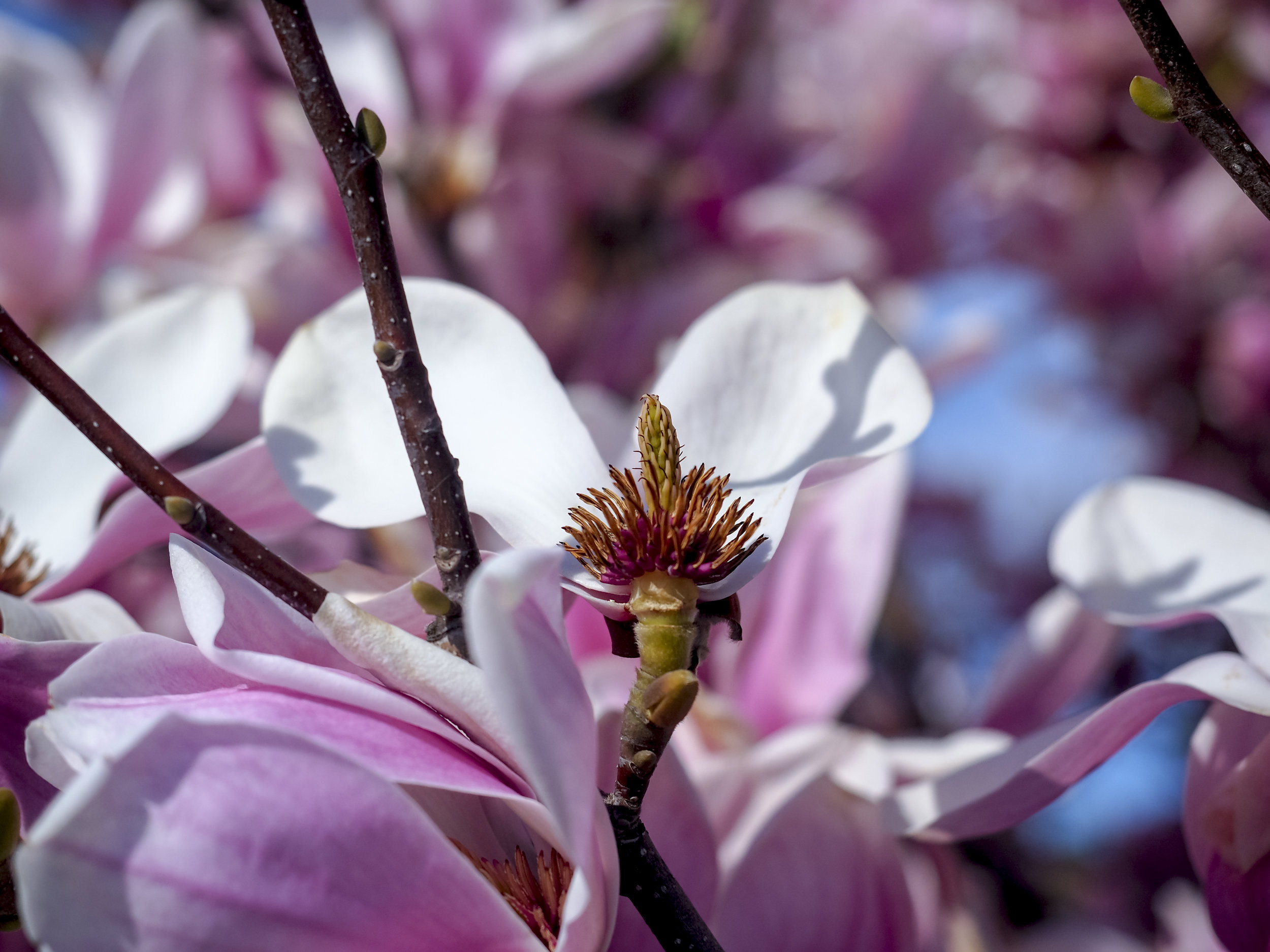 Shot with electronic shutter at 1/12800th sec and f3.2