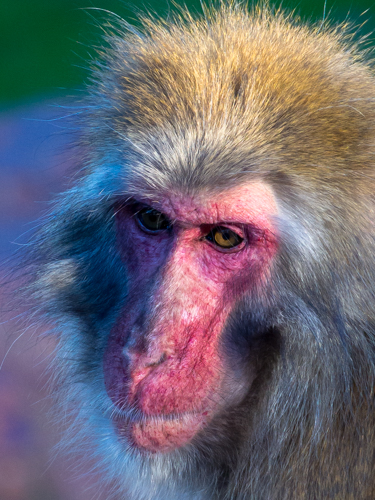 A slightly cropped image taken with the EM5 and a "budget" tele zoom. This image matches a 16mp full frame and "L" series prime image taken a couple of years before of the same subject.