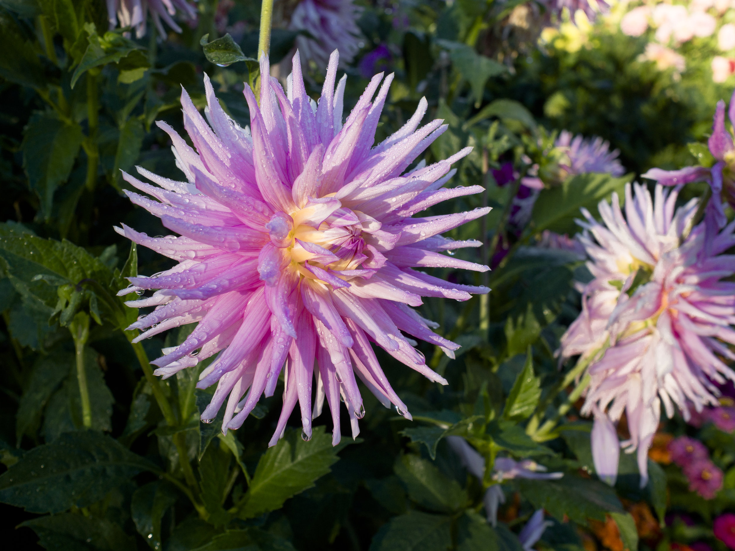 EM5 and 17mm from a Fuji/Olympus show down. The camera and lens are good examples of "simple" sharp. There is actually more detail in the flower centre than in the Fuji image below.