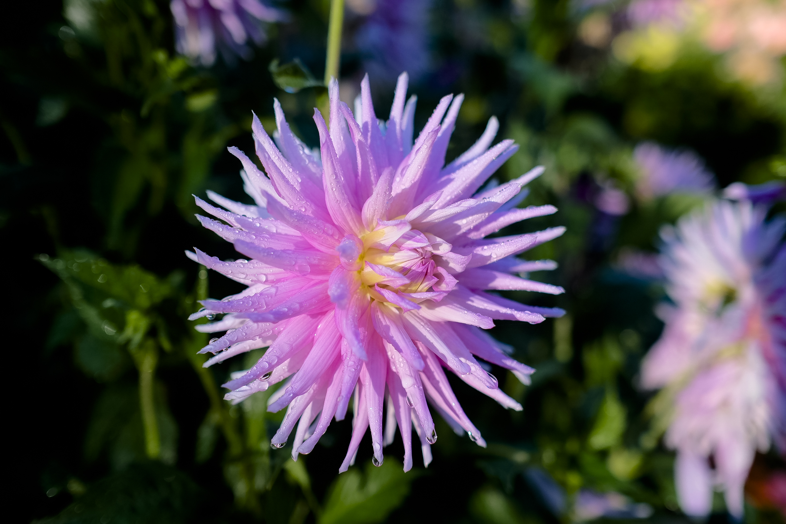 This is the Fuji XE-1 and 23mm comparison image. This is what I would call "delicate" or "glassy" sharp. Some of this comes from tonal separation and white balance, but it is hard to prise out what comes grudgingly.