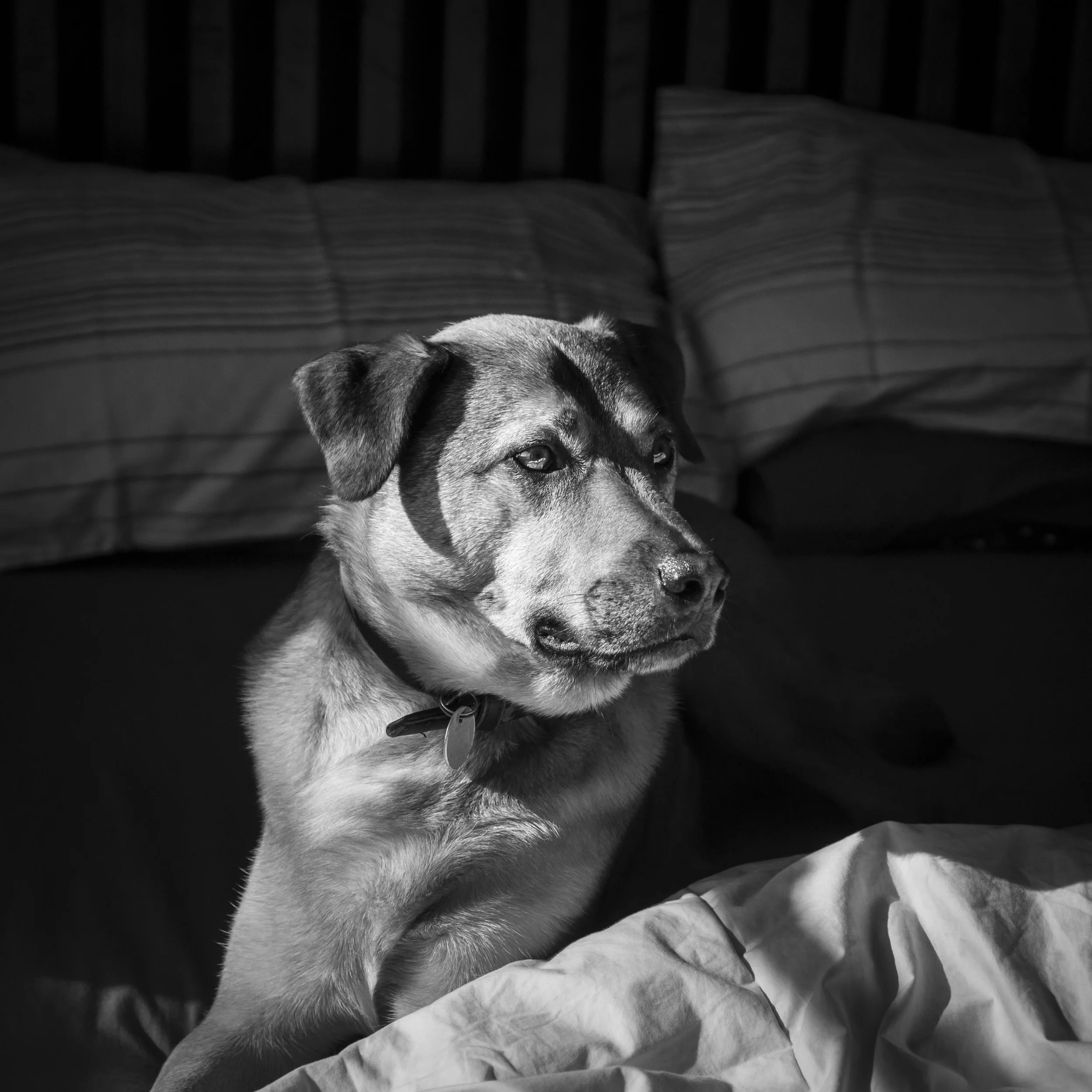 This rendering seems to really suit mono images as the busy details show up naturally as great mid range or "micro" contrast.