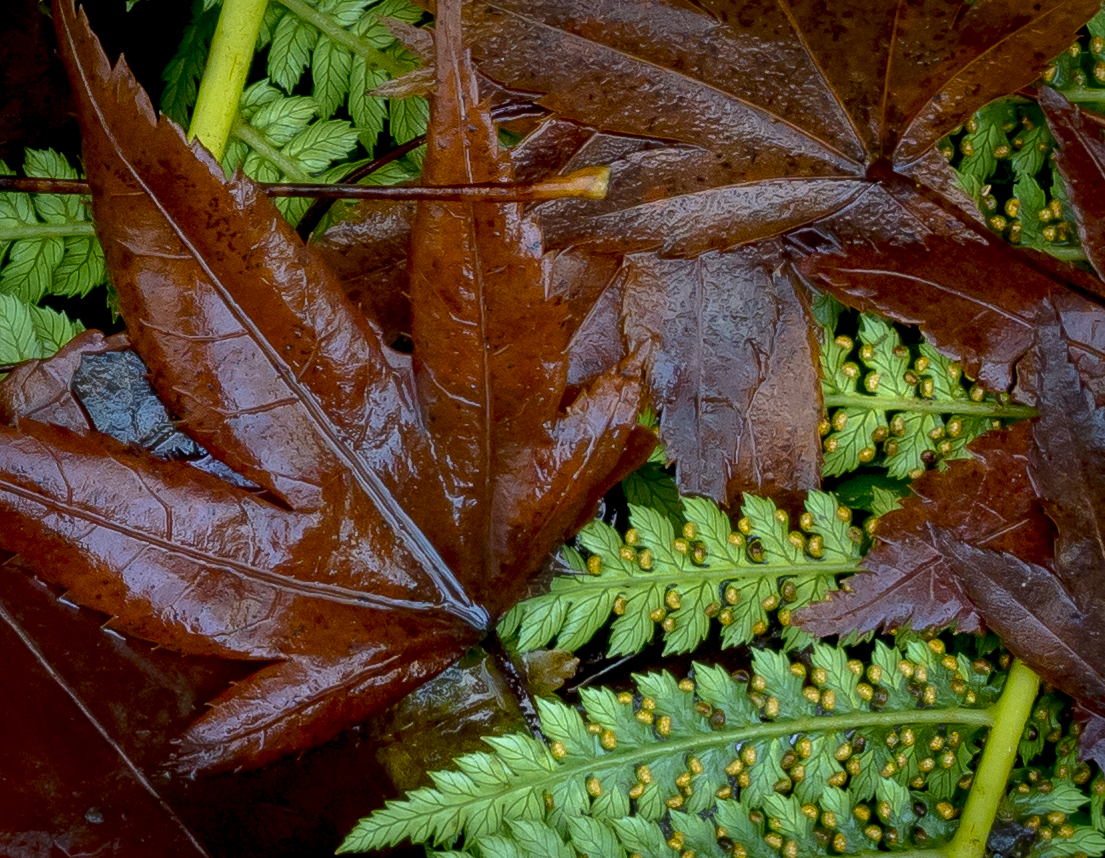 A little crop of the above image (lower right) using normal 20mp resolution.