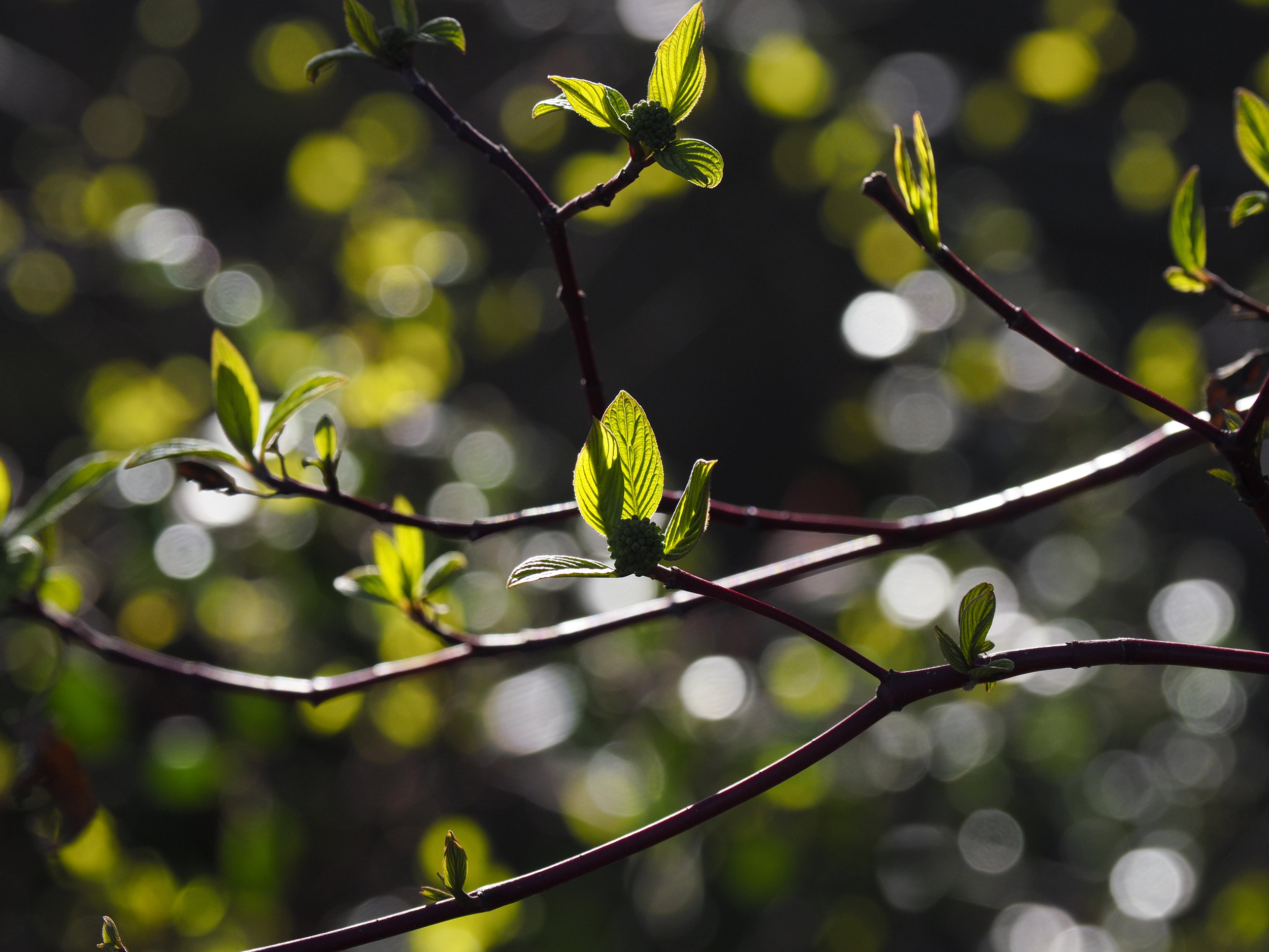 The more traditional “Bokeh ball” test. 100mm f4