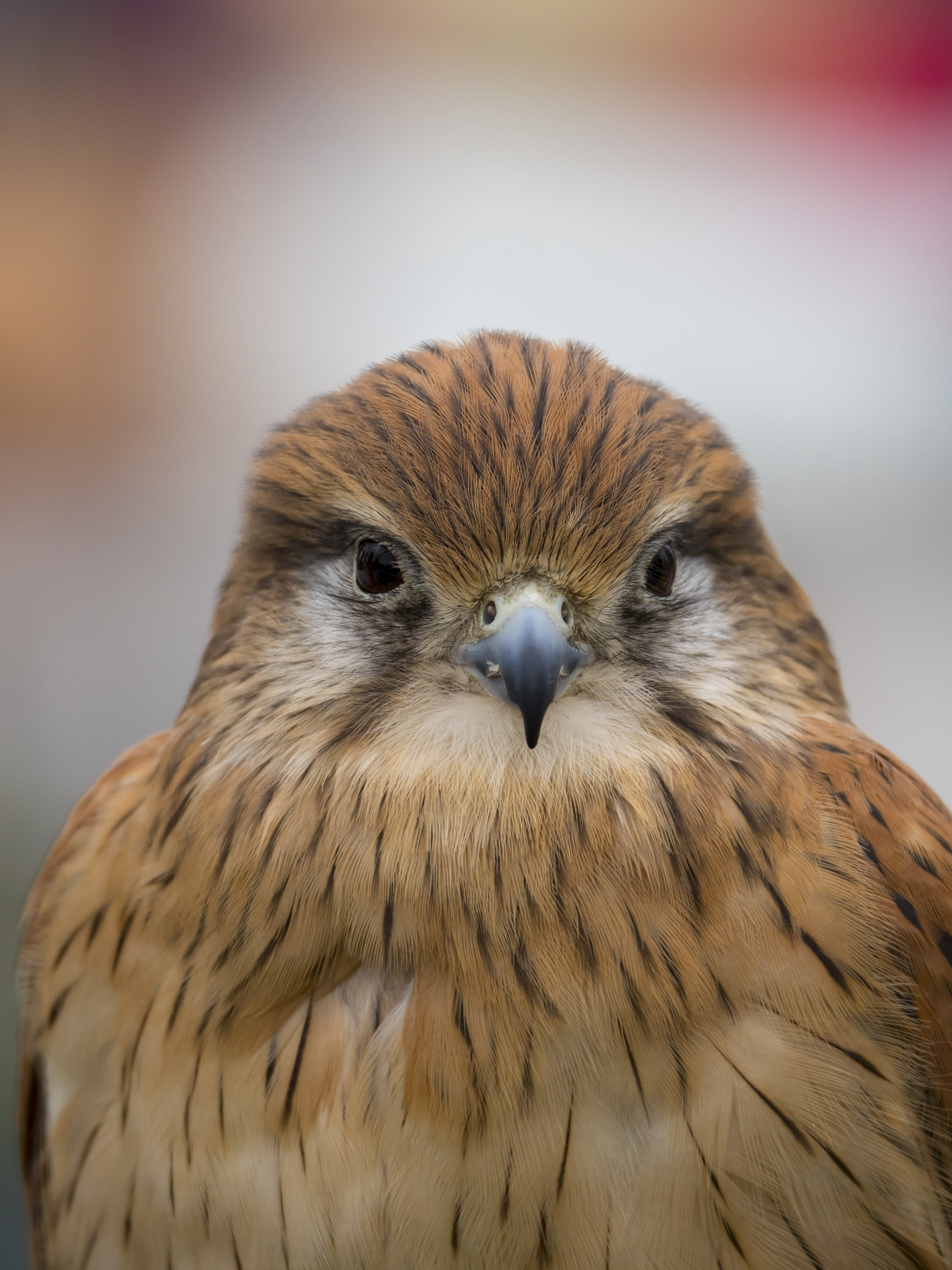 Same as above. This bird was small (pigeon sized). The f2.8 lens would have required even more cropping.