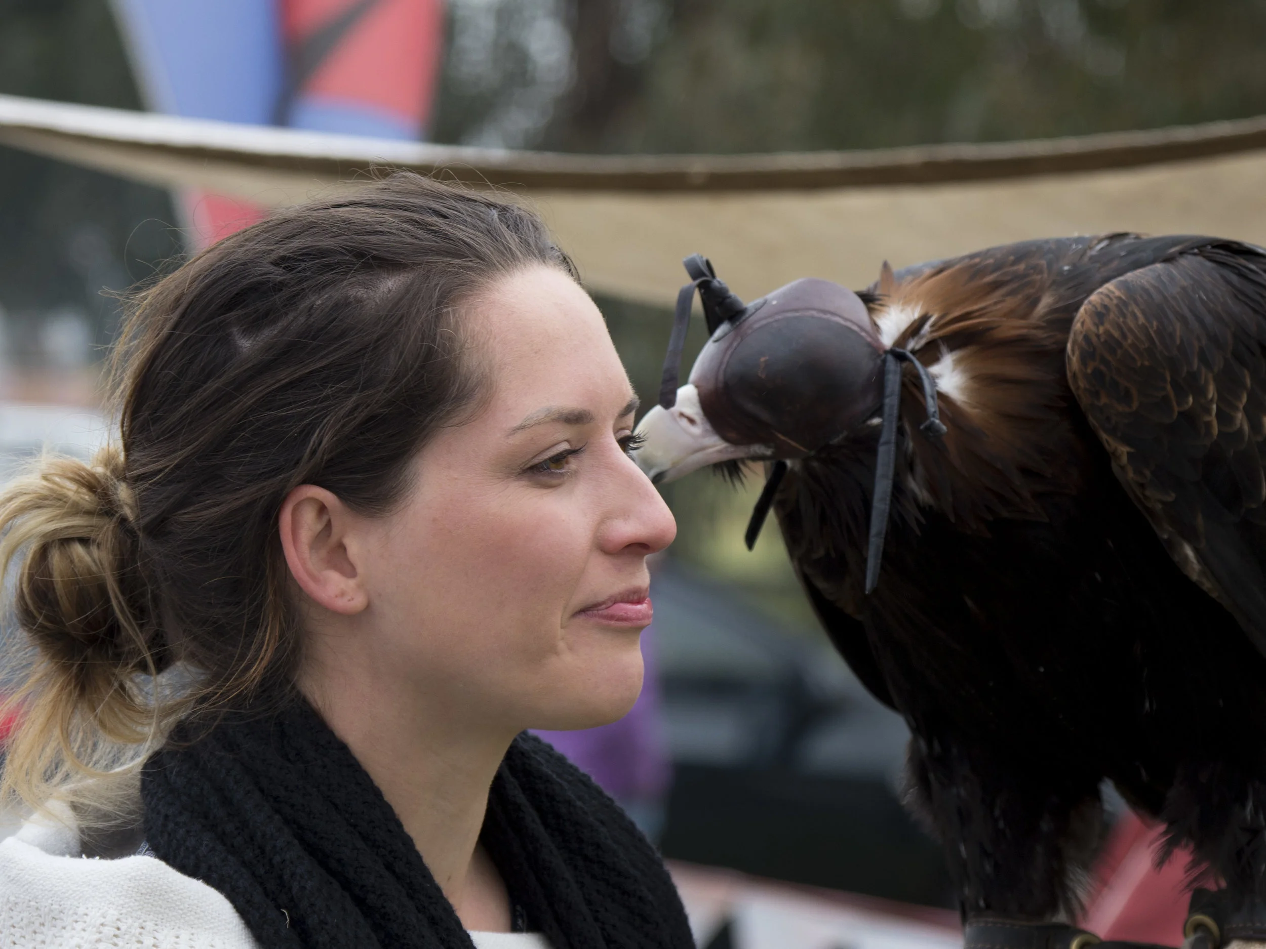 Eagle Handler, Sheffield Tasmania