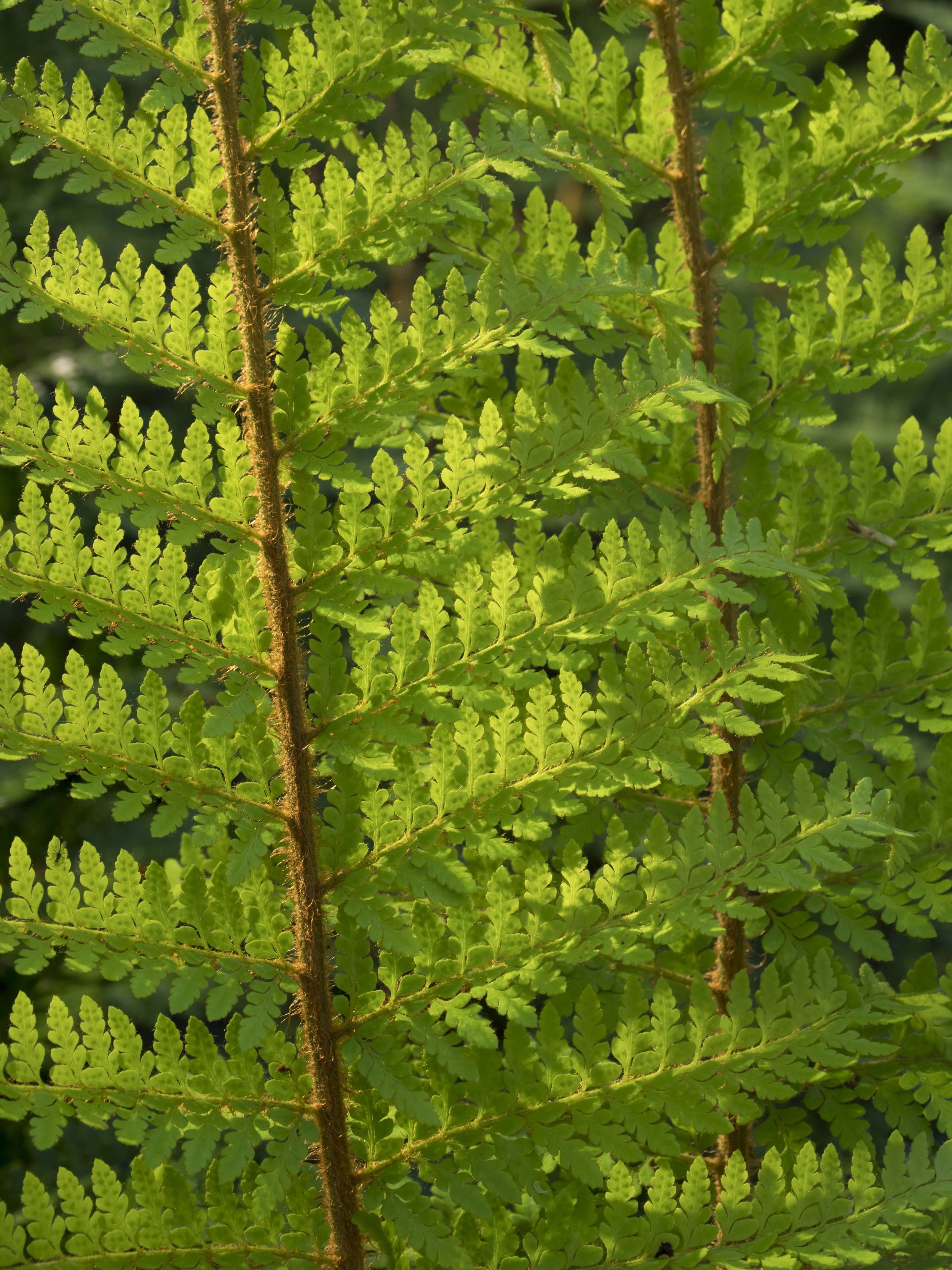 to 200mm (equiv) semi-macro from the same place, different direction.
