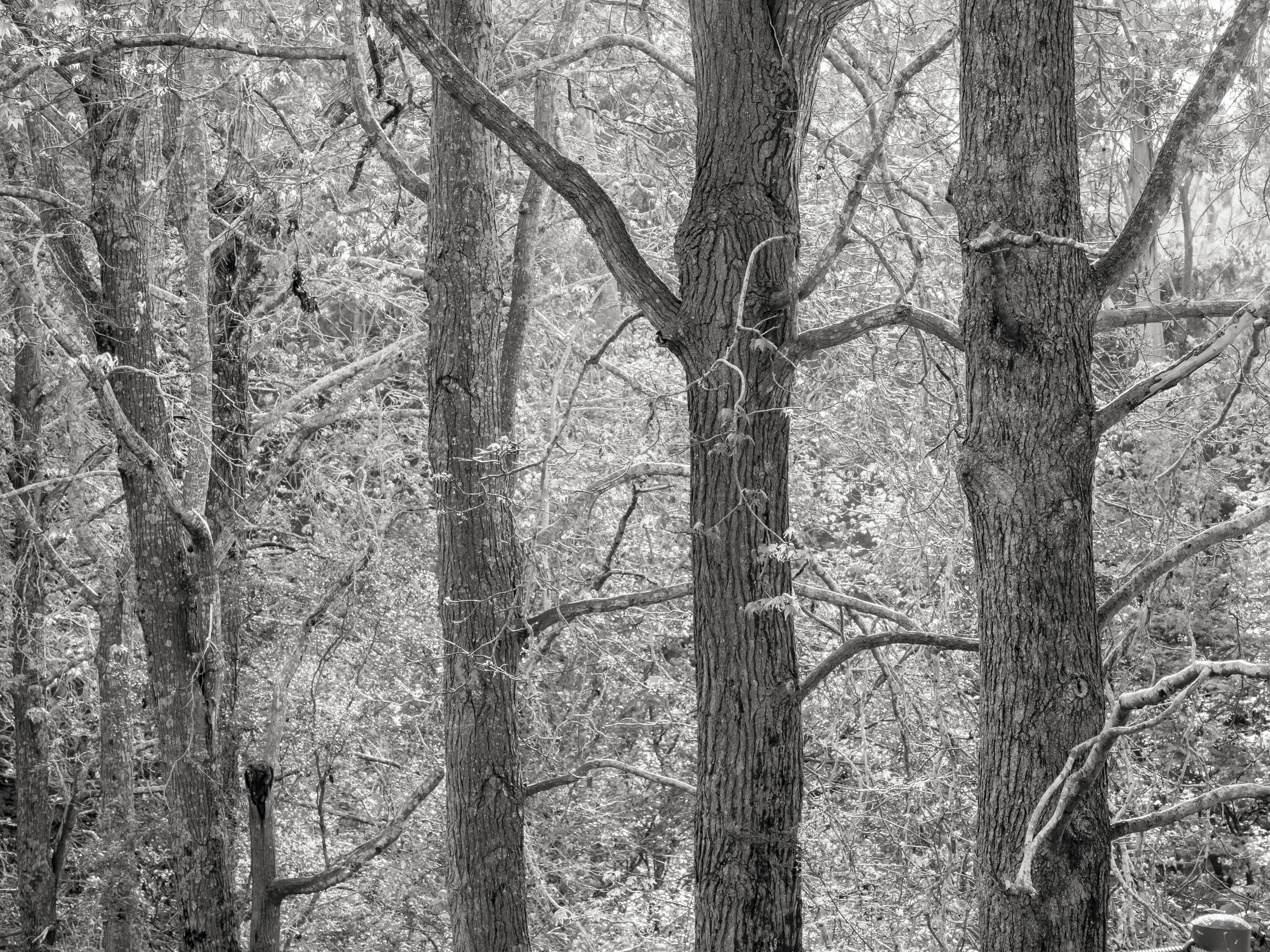 This reminds me very much of the better end of high res mono film imagery from the 1990’s, something I wasted far too much time trying to perfect. The actual light was very contrasty. This type of mono image traditionally prints well.