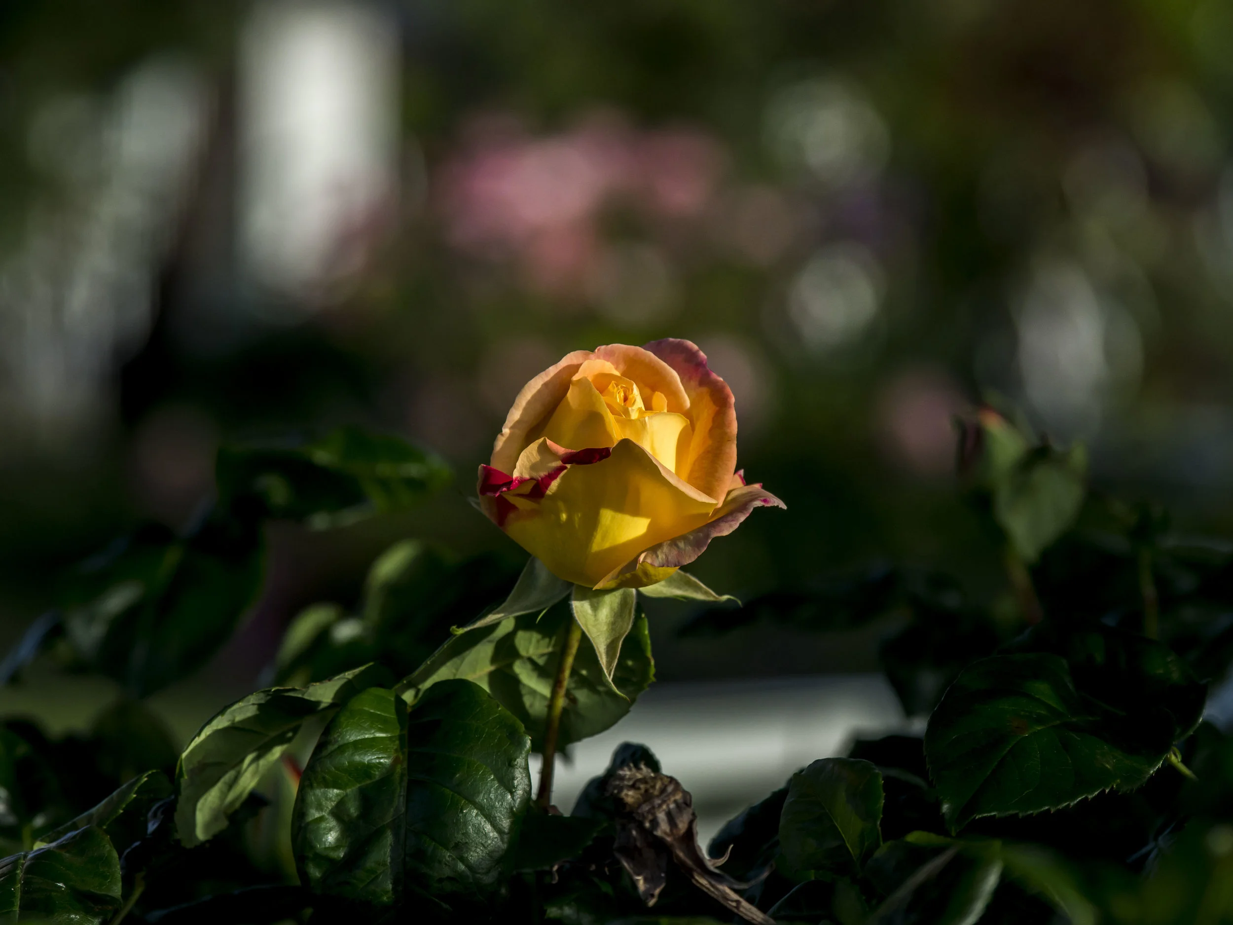 The lens seems to take processing well, a little like the 17mm but without the soft corners. The Bokeh is a little distracting. EM5 100 f4.